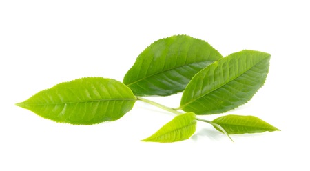 45050835 - green tea leaves on white background.